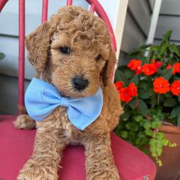 Magna - Apricot male Goldendoodle puppy in Camden, North Carolina from Oopsie Doodles of NC