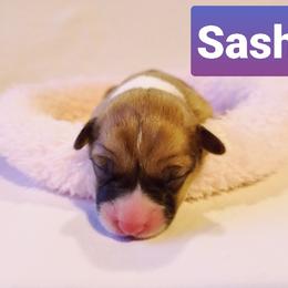 Pembroke Welsh Corgi Puppies from Whimsical Treasure Corgis