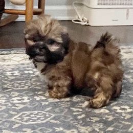 AKC Wyatt - Sable male Shih Tzu puppy in Greenville, South Carolina from Babyface Shih Tzu