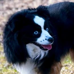 Australian Shepherds, Miniature American Shepherds, Miniature Australian Shepherds, and Toy Australian Shepherds from Dusty Spring Australian Shepherds, LLC