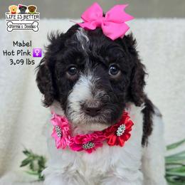 Hot Pink - Chocolate female Goldendoodle puppy in Rockledge, Florida from Stormie's Doodles