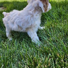 Cavapoo Puppies from Ellas.Pups
