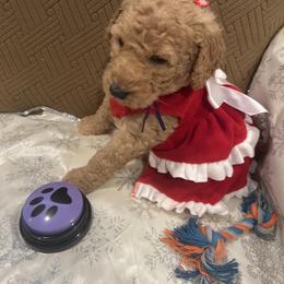 Rosie - Apricot female Poodle puppy in Mobile, Alabama from Semmy’s Standard Poodle LLC