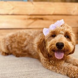Ruby - Goldendoodle