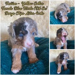 Tostito - female Australian Mountain Doodle puppy in Port Orchard, Washington from Yukon Harbor Doodles