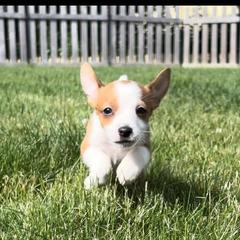Portuguese Podengo Pequeno Puppies from A-Lines Portuguese Podengo Pequenos