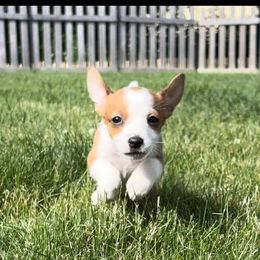 Portuguese Podengo Pequeno Puppies from A-Lines Portuguese Podengo Pequenos
