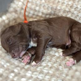 Orange - Chocolate male Goldendoodle puppy in Hesperia, Michigan from Red Acres Poodles & Doodles