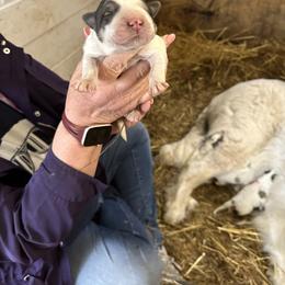Boy 3 - Great Pyrenees puppy in Carbon, Indiana from Patriot Farm & Forestry