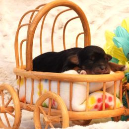 Hot Stuff - Black male Havanese puppy in Salt Lake City, Utah from Steal Your Heart Havanese