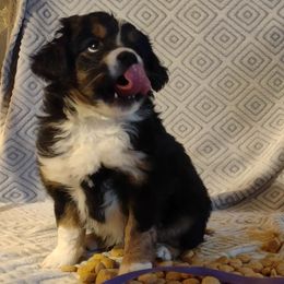 PURPLE - Black Miniature Australian Shepherd puppy in Omak, Washington from Willow Flats Kennels