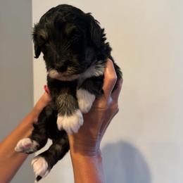 Luna - Tri-color female Bernedoodle puppy in Payson, Utah from Country Sky Doodles