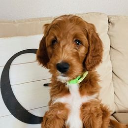 Boy 2 - Red  Goldendoodle puppy in Los Alamitos, California from Given Doodles