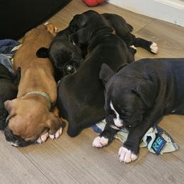 Boxer Puppies from Miles High Boxers