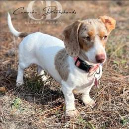 Dachshund Puppies from Camacho_Dachshunds
