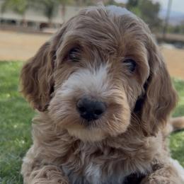 Boy 7 - male Golden Mountain Doodle puppy in Jurupa Valley, California from gucci_bentleys_goldendoodles