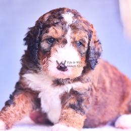 Orange - Sable male Bernedoodle puppy in Macomb, Oklahoma from Fife and Wife Ranch LLC