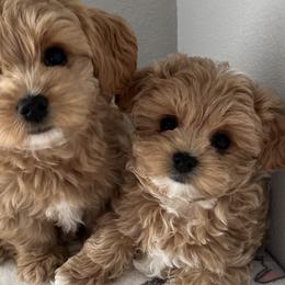Maltese, Maltipoos, and Poodles from Joyful Pups