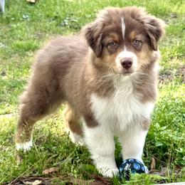Apollo - Red tri-color male Australian Shepherd puppy in Jacksonville, Florida from Solace Australian Shepherds