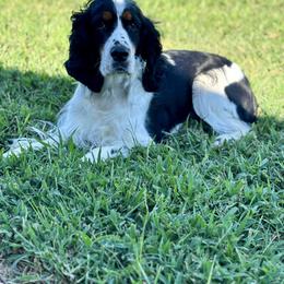 Dani - English Springer Spaniel