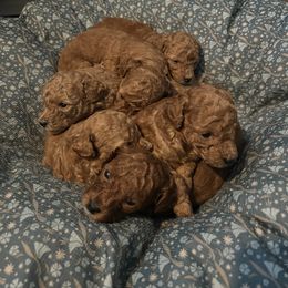 Poodle Puppies from Polina Walker's Poodles