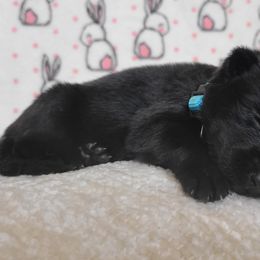 Nebula - Black German Shepherd puppy in Warner Robins, Georgia from MaeBella Shepherd Kennels
