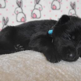 Nebula - Black German Shepherd puppy in Warner Robins, Georgia from MaeBella Shepherd Kennels