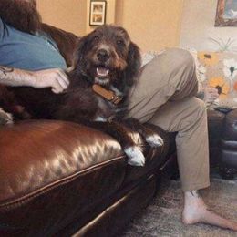 Rosie - Labradoodle
