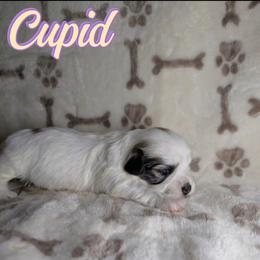 Cupid - Black and white female Havanese puppy in Decatur, Alabama from LaBeouf Havanese’s