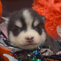 Ki Ki - Black and white female Pomsky puppy in Spring Hill, Florida from PDQ Pomskies