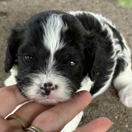 Cleo - Black and white female Cavapoo puppy in Lebanon, Kentucky from Mosaic Merle Doodles