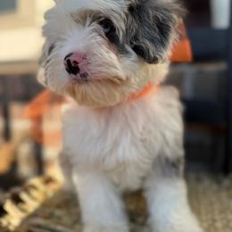 Larkin - Merle male Cavapoo puppy in Fayetteville, Arkansas from Silver Hill Farm