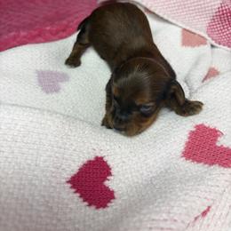 Toby - Brindle male Dachshund puppy in Lake City, Florida from My Ditzy Doxies of Florida