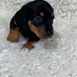 Sugar - Black and tan female Dachshund puppy in Council Hill, Oklahoma from Rocky Springs Ranch