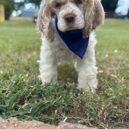 American Corgi, Basset Hound, and Cocker Spaniel Puppies from Oak Hollow Farms