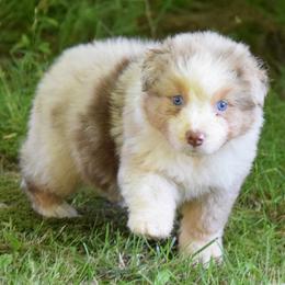 Australian Shepherd and Chihuahua Puppies from RockyTop Hearts