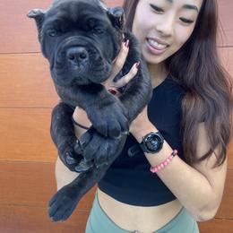 Cane Corso Puppies from Busch Kennels LLC