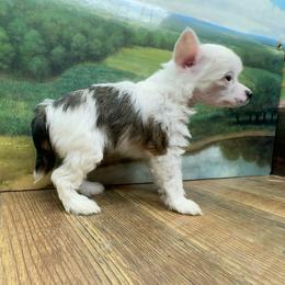Dolly's White and Black Girl - White and black female Chinese Crested puppy in Lexington, Michigan from Affinity