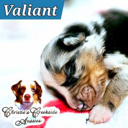 Valiant - Blue merle male Miniature Australian Shepherd puppy in Punta Gorda, Florida from Christie's Creekside Aussies
