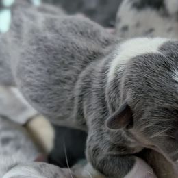 Orange collar male - Gray and white male American Corgi puppy in Loretto, Kentucky from Duncan's Border Collies