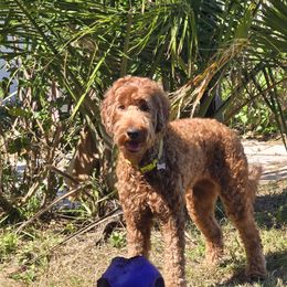 Eevee - Goldendoodle