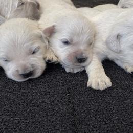 Bamboo Boy 3 - Light golden male Golden Retriever puppy in Fort Morgan, Colorado from Golden Girls Kennels, LLC