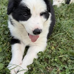 Bolt - Black and white female Border Collie puppy in Salem, Indiana from Hidden Creek
