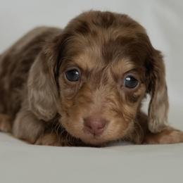 Roo - Dapple female Dachshund puppy in Memphis, Tennessee from Lone River Dachshunds