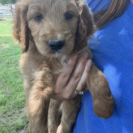 Girl 1 - Bernedoodle puppy in Oklahoma from Prairie Bernedoodles