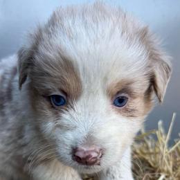 Wild Bill - Red merle male Australian Shepherd puppy in Stanford, Kentucky from Red Feather Aussies