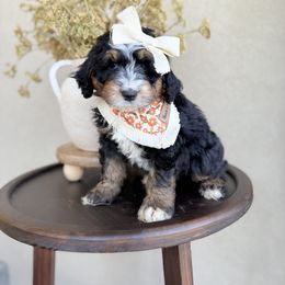 Iridessa - Black tri-color female Assorted Doodle Crosses puppy in Springville, Utah from JW Doodles