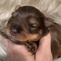Liver tan girl - Liver female Miniature Schnauzer puppy in Pflugerville, Texas from K&K Precious Tx schnauzers