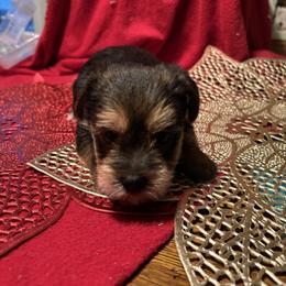 Weston - Blue and gold male Yorkshire Terrier puppy in Brandenburg, Kentucky from Lil Amazing Paws Yorkshire Terriers