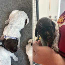 Wirehaired Pointing Griffon Puppies from Heritage Hills WPGs